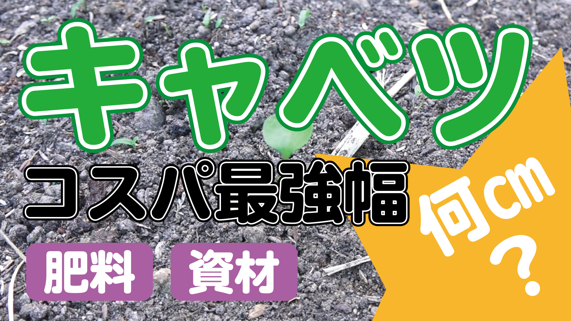 キャベツの植え幅